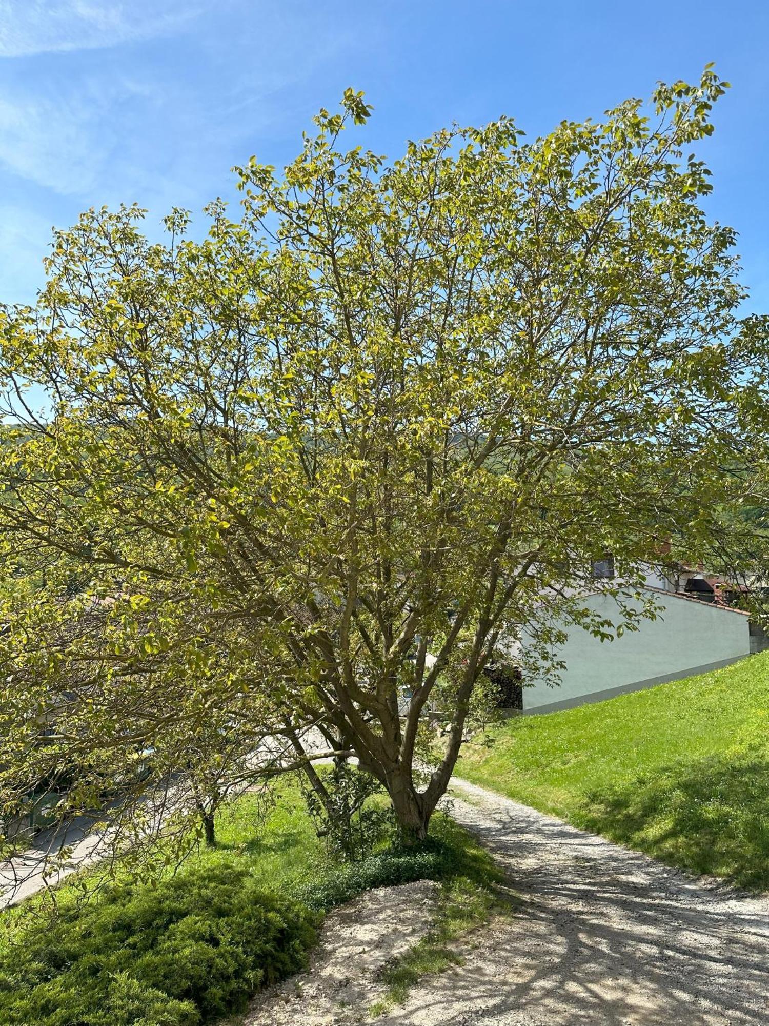 Apartma Anze Samec Dobravlje Εξωτερικό φωτογραφία